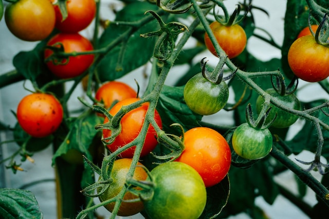 neugier-auf-die-tomate-und-ihre-herkunft